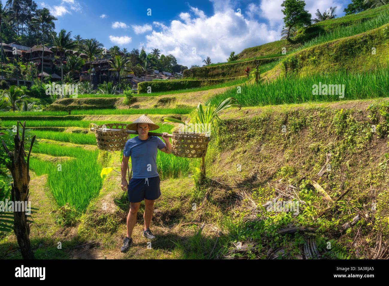 Basket Rice Tere Man in straw hat and rice baskets admires stunning vibrant green rice ...