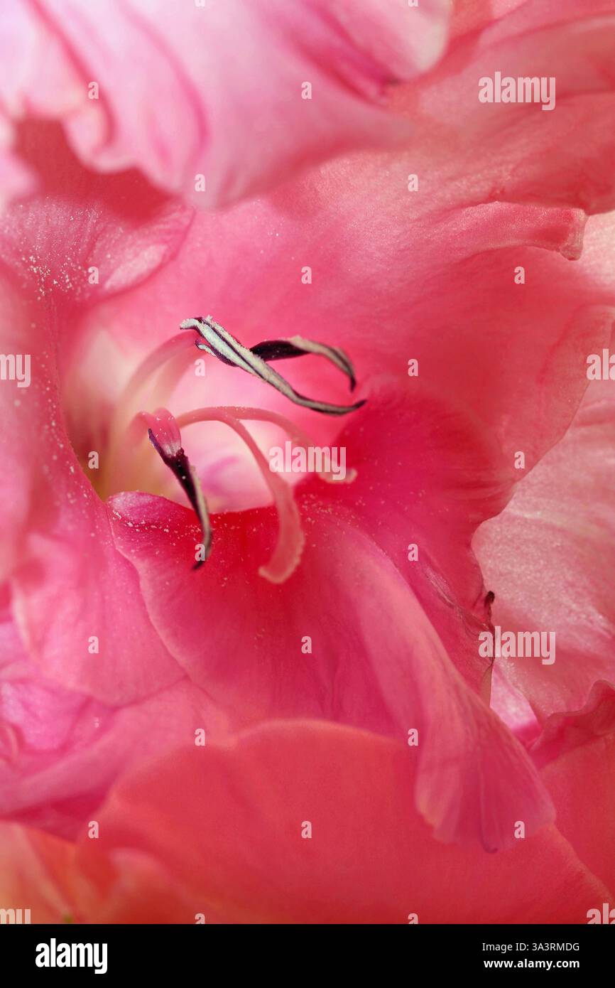 big-pink-lily-close-up-hi-res-stock-photography-and-images-alamy