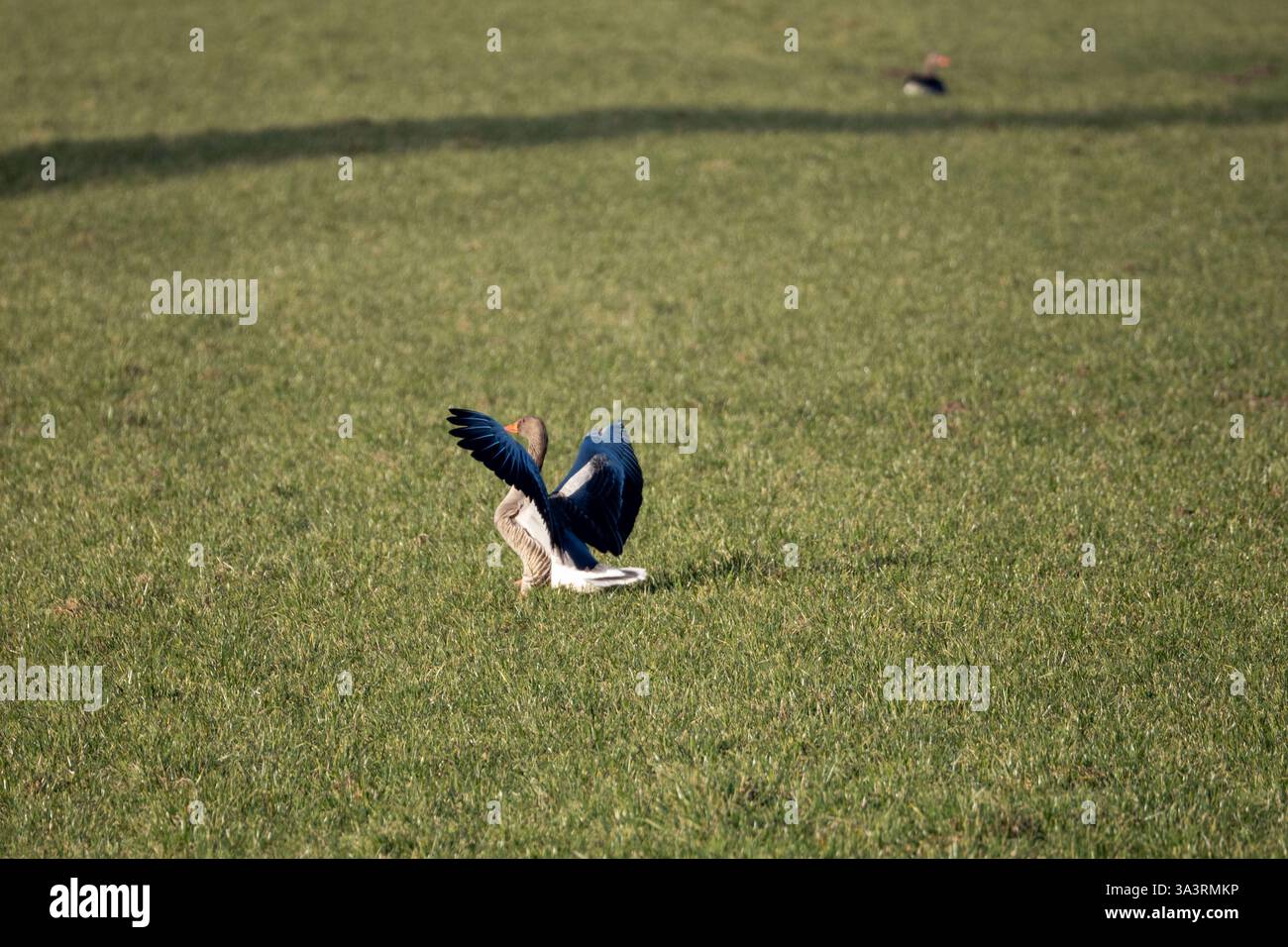 Colorful Bird Preening on Open Grass Field Stock Photo - Alamy