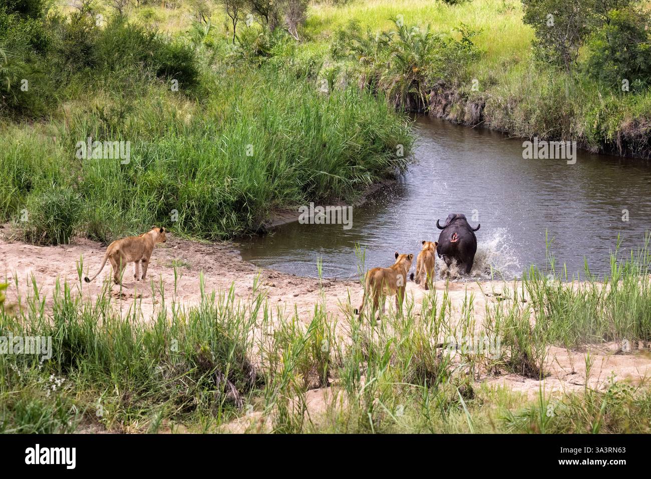 A wounded Cape Buffalo (Syncerus caffer) flees lionesses (Panthera leo) at a waterhole in Sabi Sand Game Reserve by Kruger National Park, South Africa Stock Photo