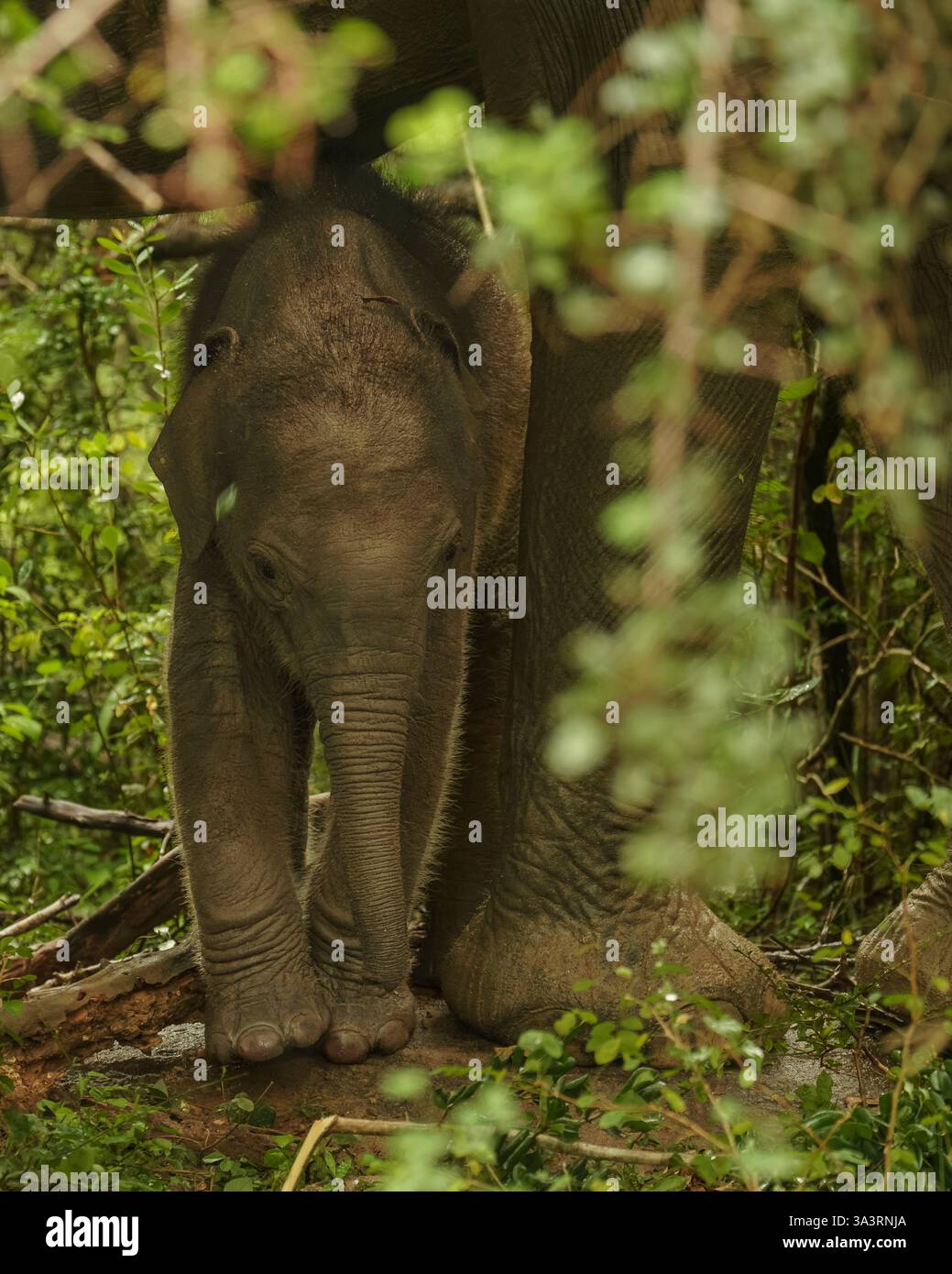 The image captures a Sri Lankan elephant calf (Elephas maximus maximus ...