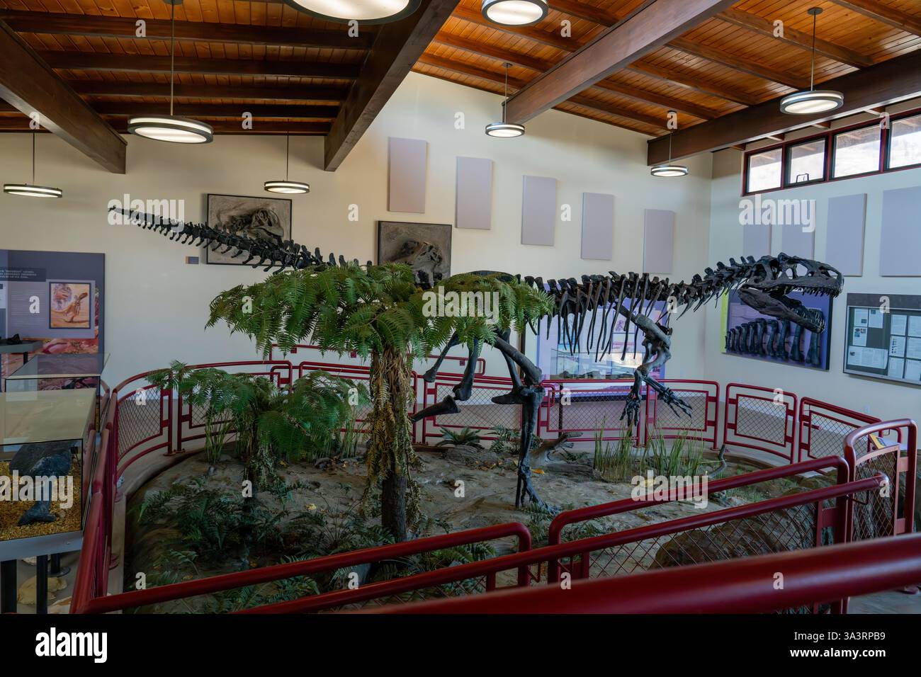 Cast of the skeleton of an allosaurus dinosaur on display in the ...