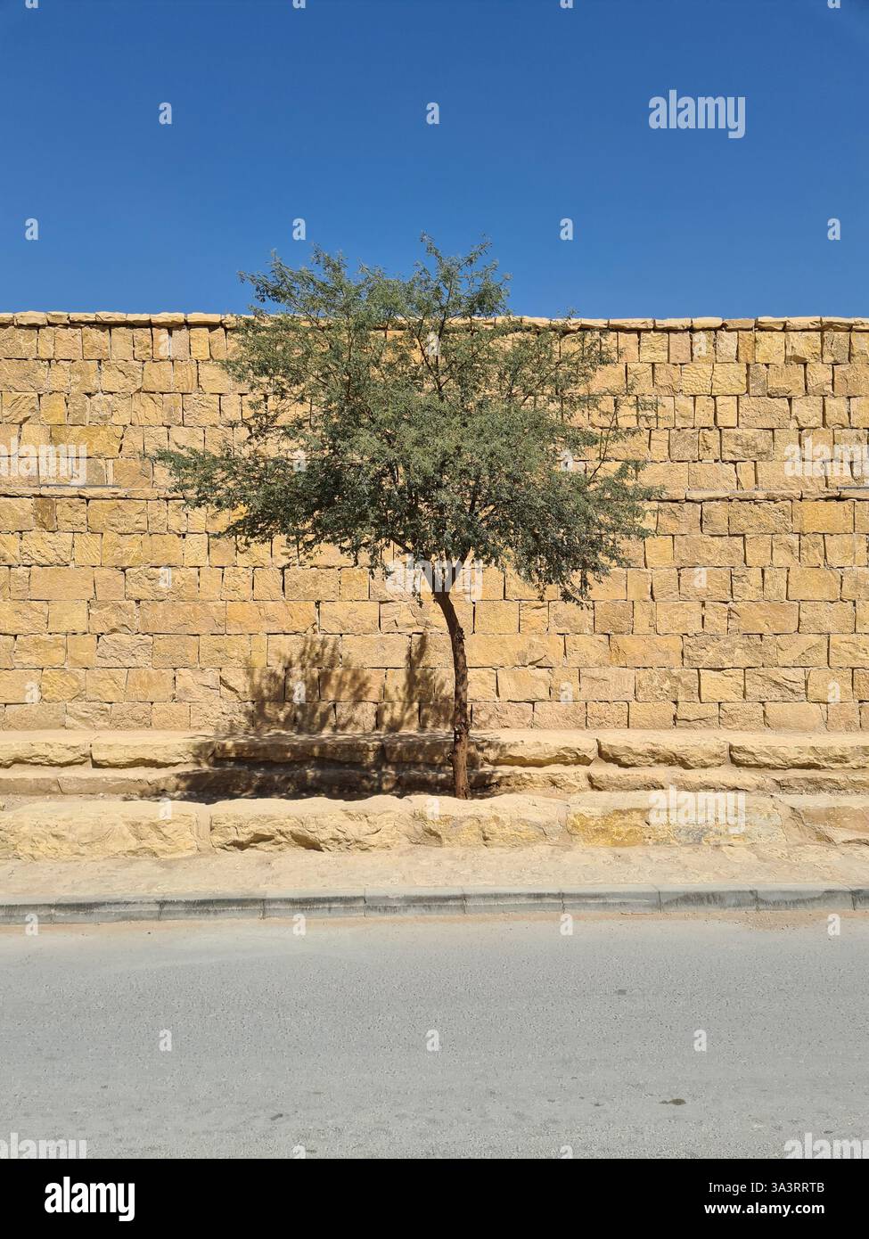 Acacia Tree in front of Lime Stone Wall and Blue Sky in Saudi Arabia - Smartphone Captured Stock Image