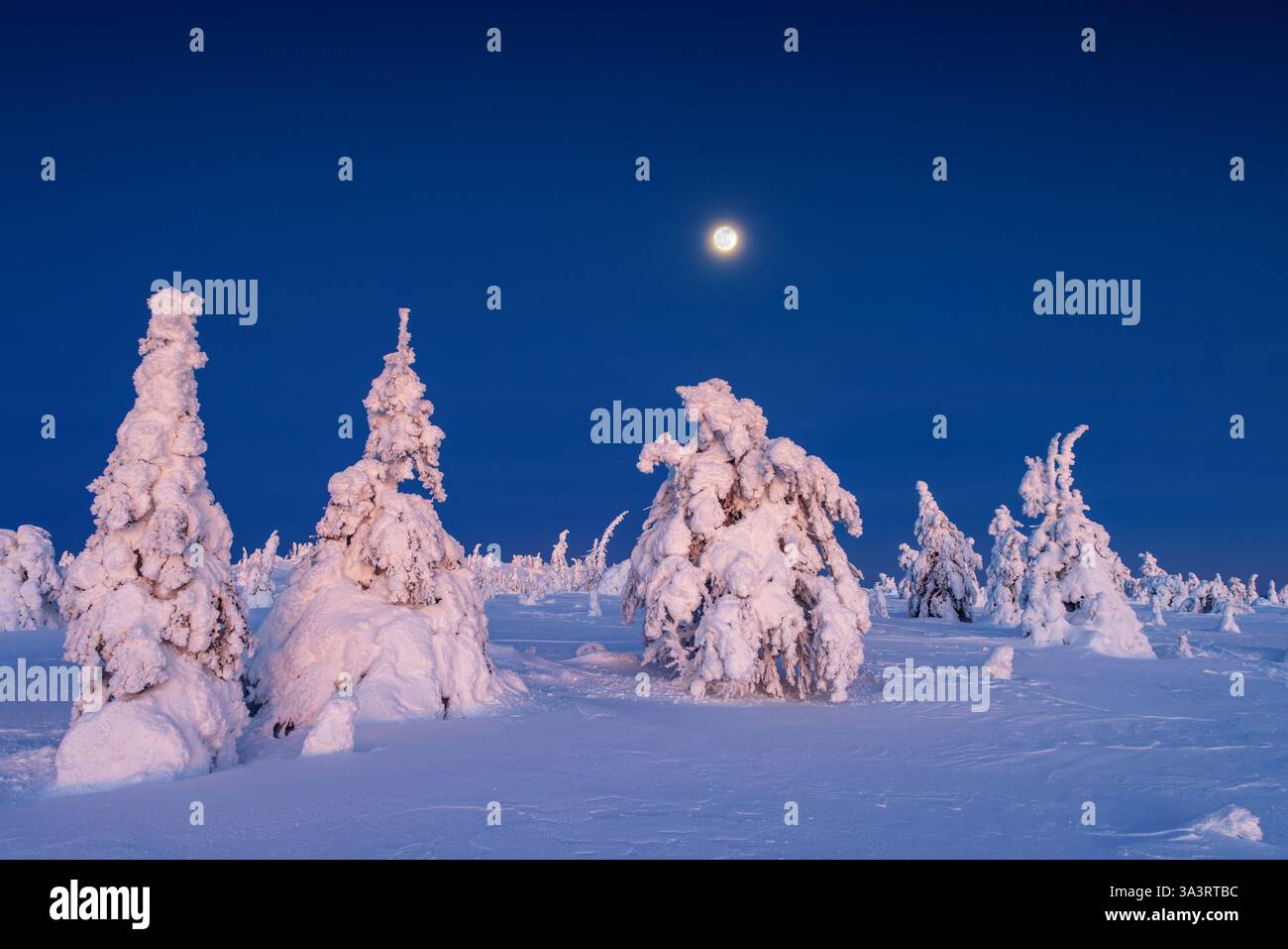 Snow night moon trees hi-res stock photography and images