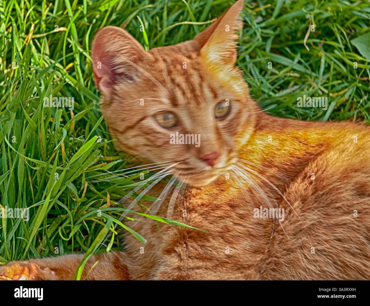 Serene orange tabby cat hi-res stock photography and images - Alamy