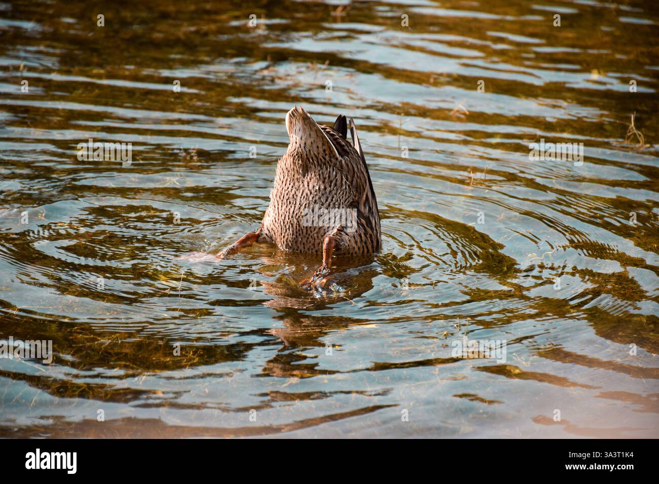 Duck diving under water foraging searcing for food with tail sticking ...