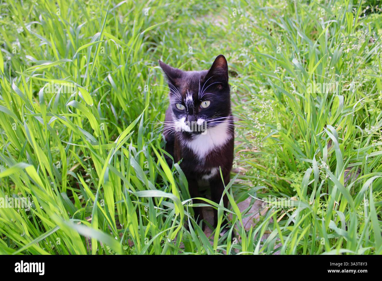 A black and white cat with green eyes sits among tall grass, looking ...