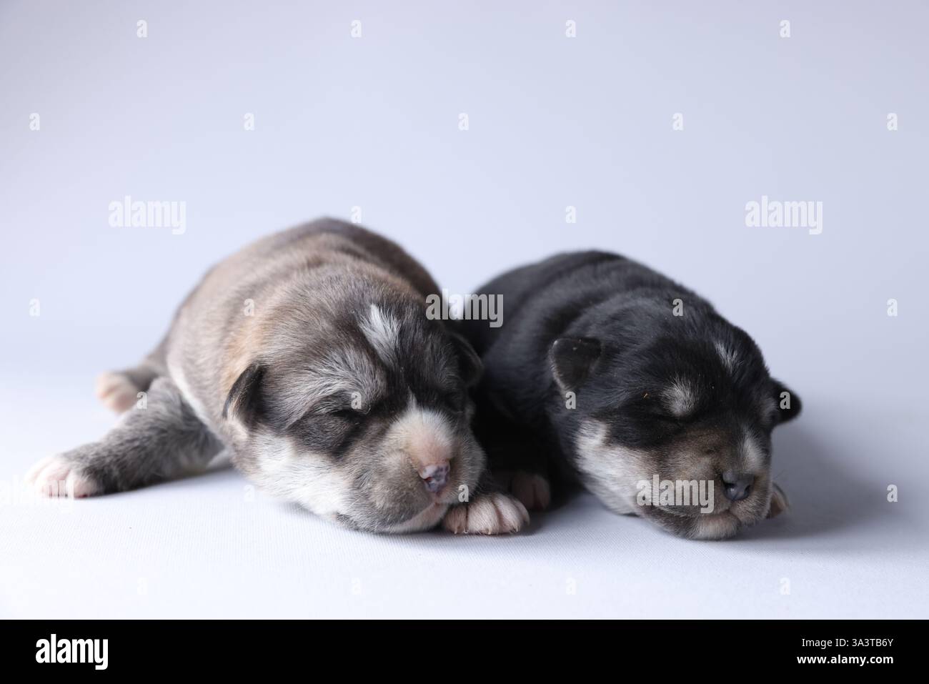 Two tiny puppies sleeping on white background Stock Photo - Alamy