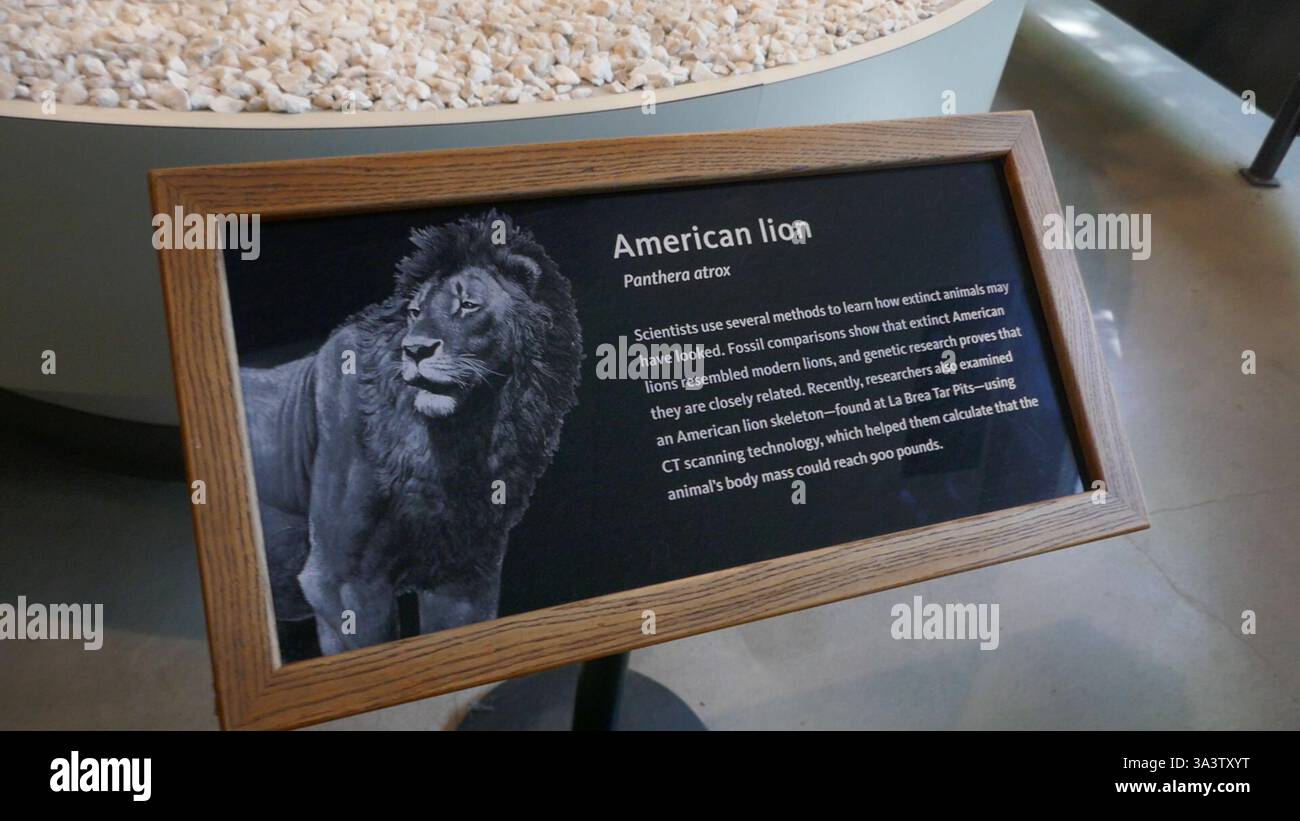 Los Angeles, California, USA 16th March 2025 American Lion at La Brea