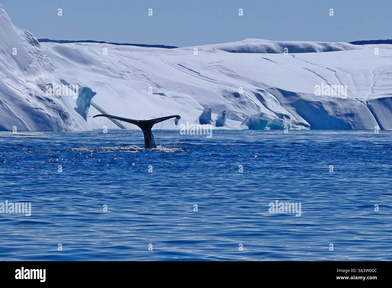 View of a whale's tail sticking out of the water and a snow-covered ...