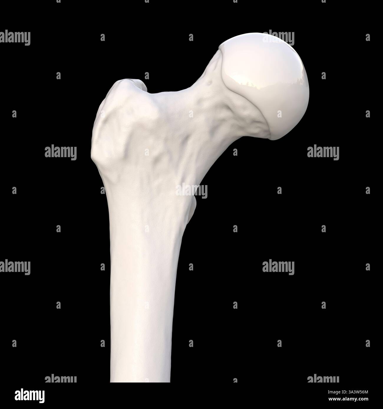 Illustration of the femur bone anatomy, showcasing the structure of the ...