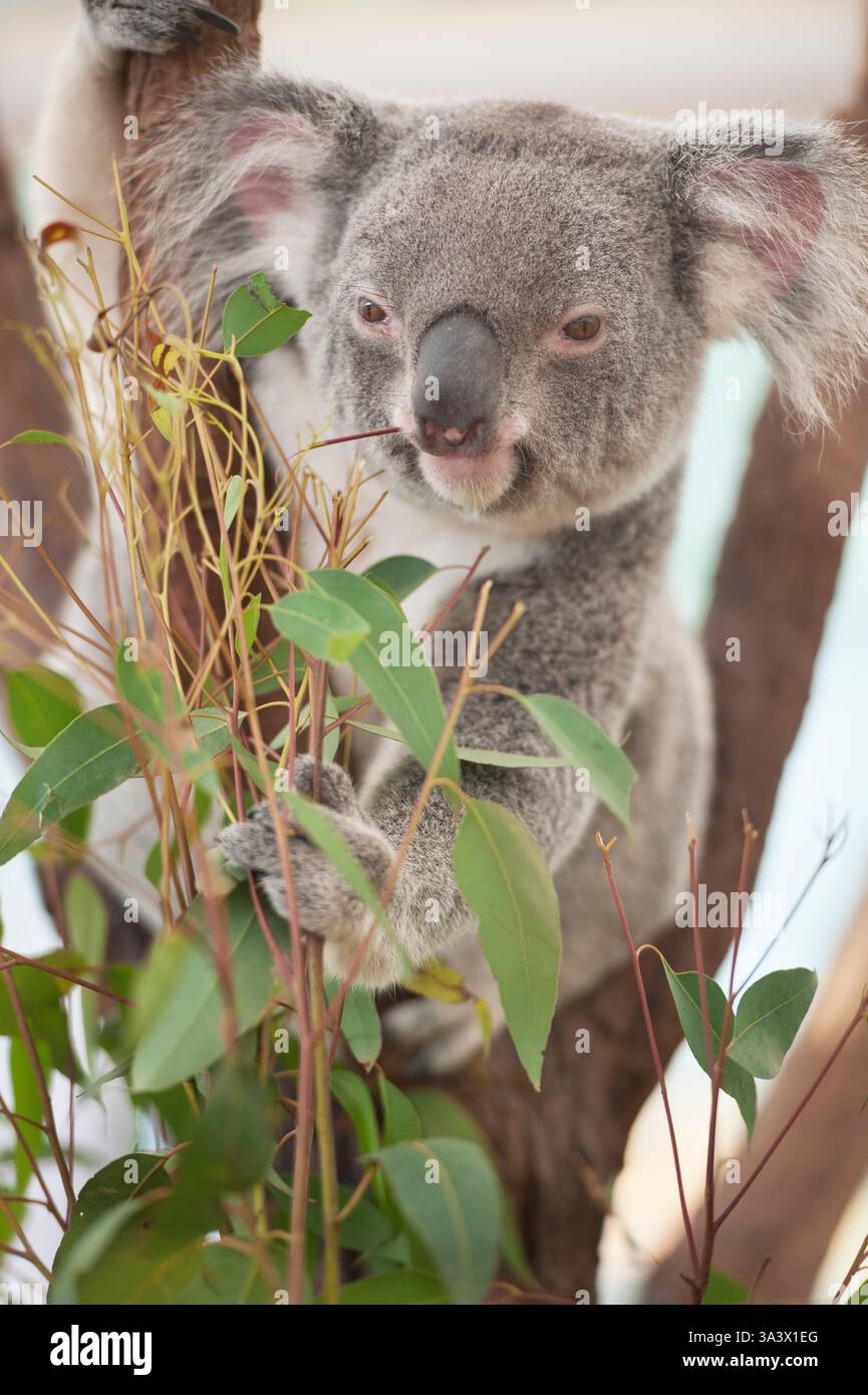 Koala eating eucalyptus leaves hi-res stock photography and images - Alamy