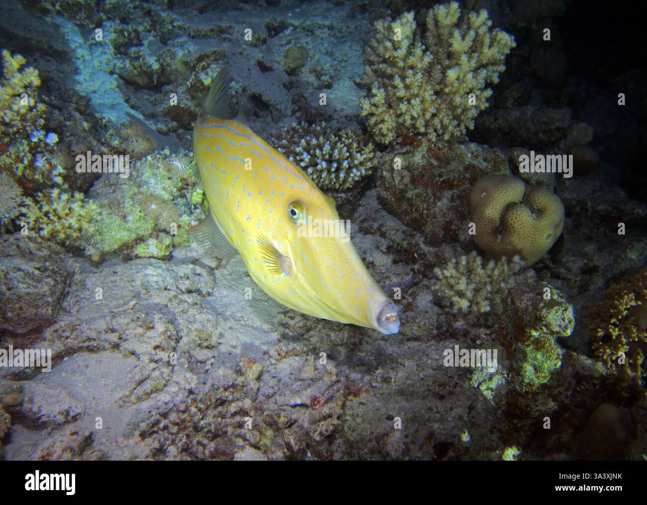 Scrawled filefish in Red Sea, Egypt Stock Photo - Alamy