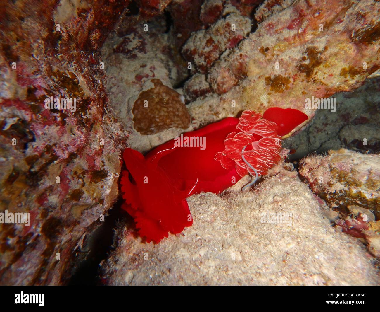 Spanish dancer - sea slug, Red Sea, Egypt, underwater photograph Stock ...