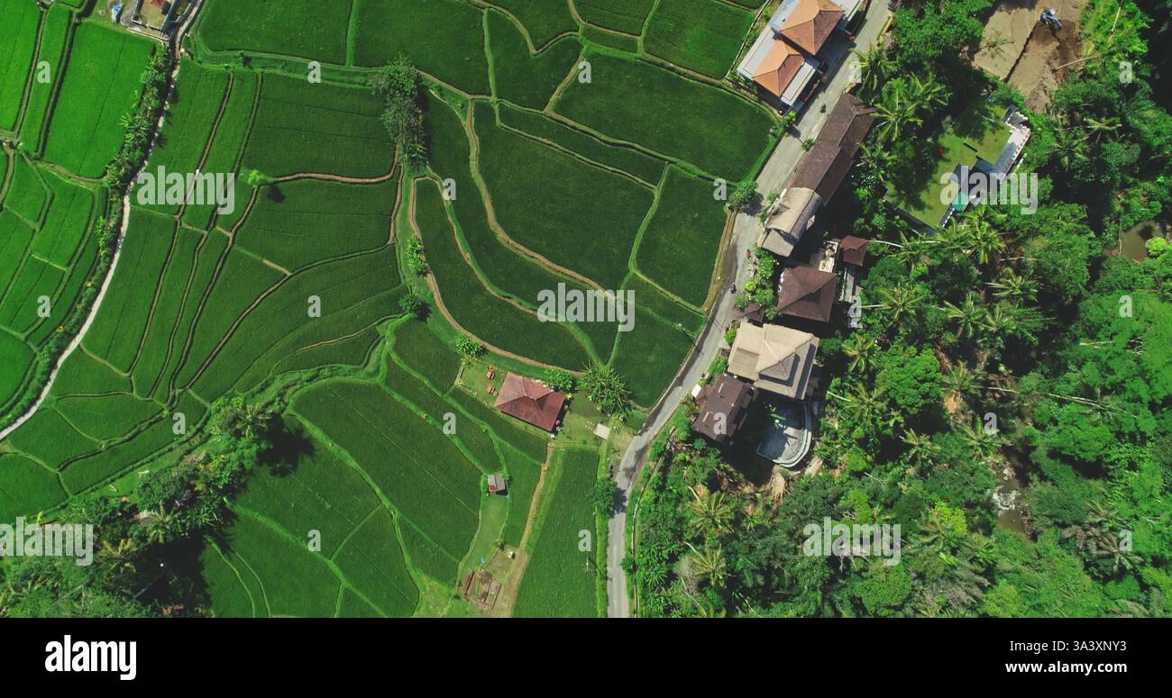 Aerial view of green rice terraces with houses along a road, surrounded ...