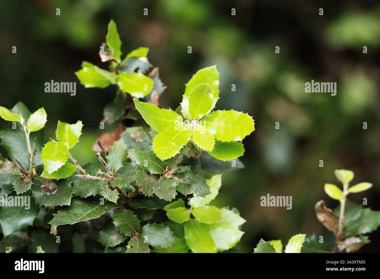 Kermes oak (Quercus coccifera) new shoots isolated on a natural background Stock Photo