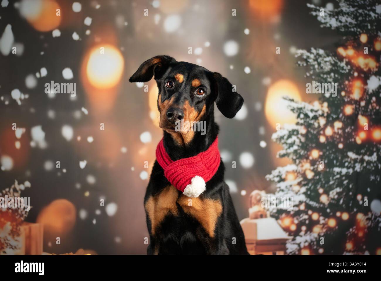 Doberman-Pinscher-Mongrel Stock Photo