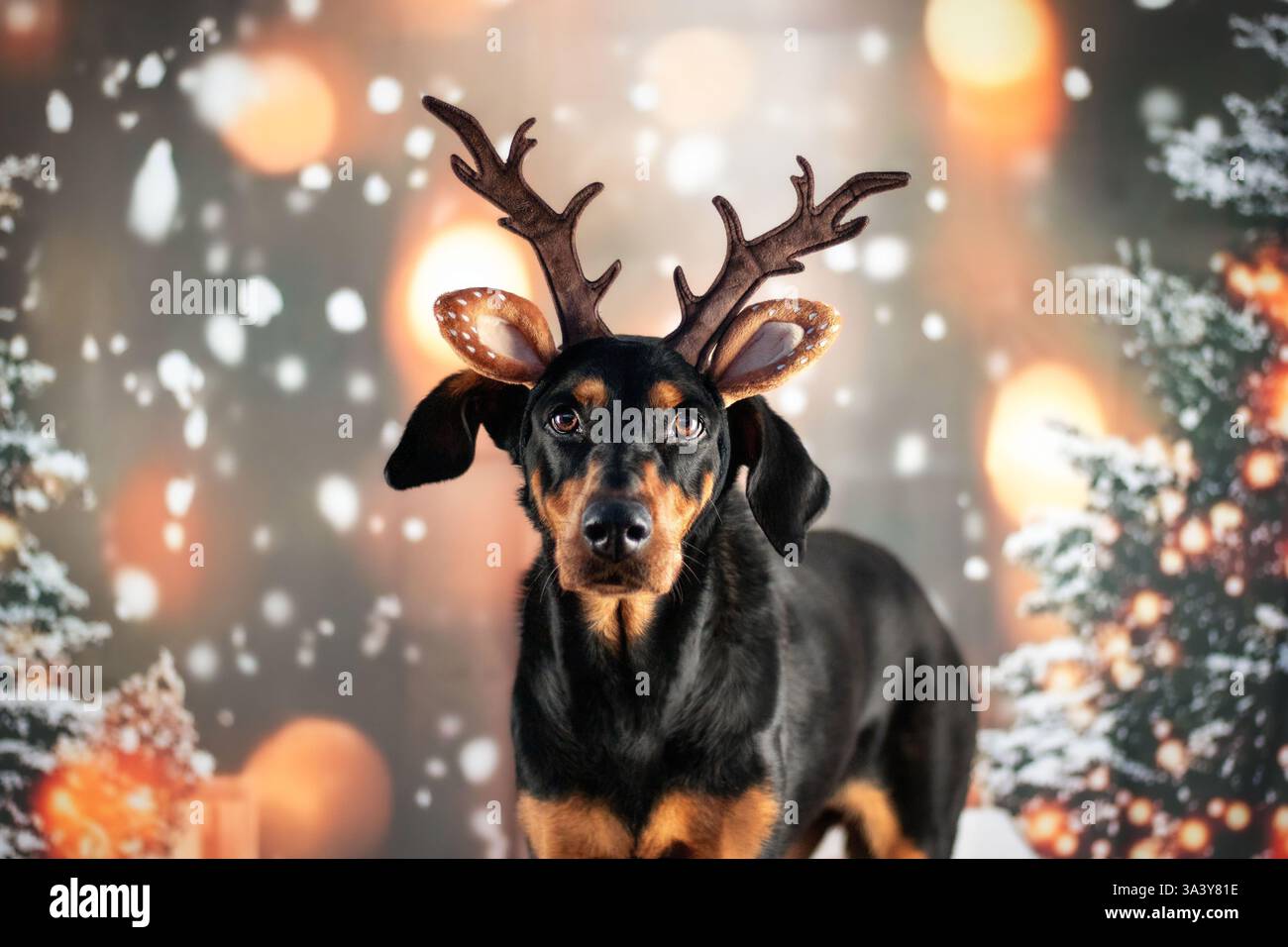 Doberman-Pinscher-Mongrel Stock Photo