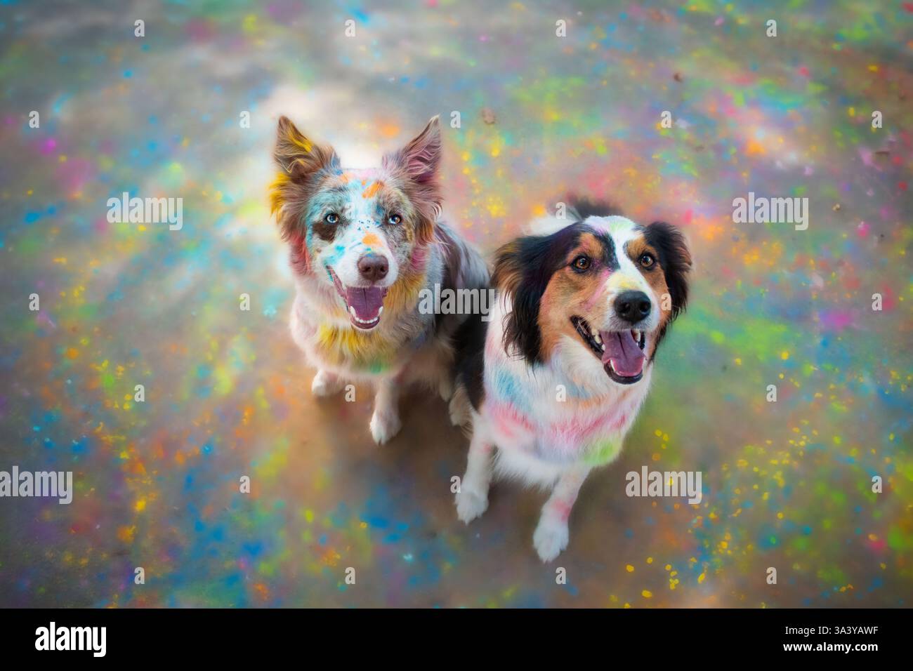 Border Collie Stock Photo