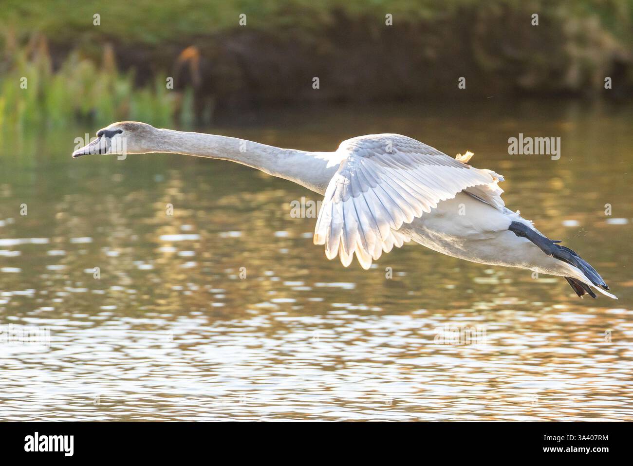 Kidderminster, UK. 17th March, 2025. UK weather: the Midlands is soaked in glorious sunshine, with temperatures climbing back into double digits. A sun-kissed mute swan gracefully glides onto a wildlife pool, enjoying the day's warmth. Credit: Lee Hudson/Alamy Live News Stock Photo