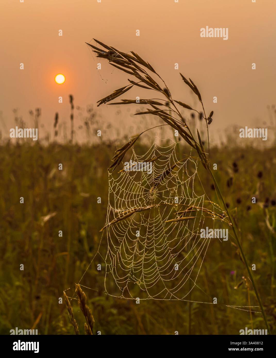 Drops of morning dew on a web Stock Photo
