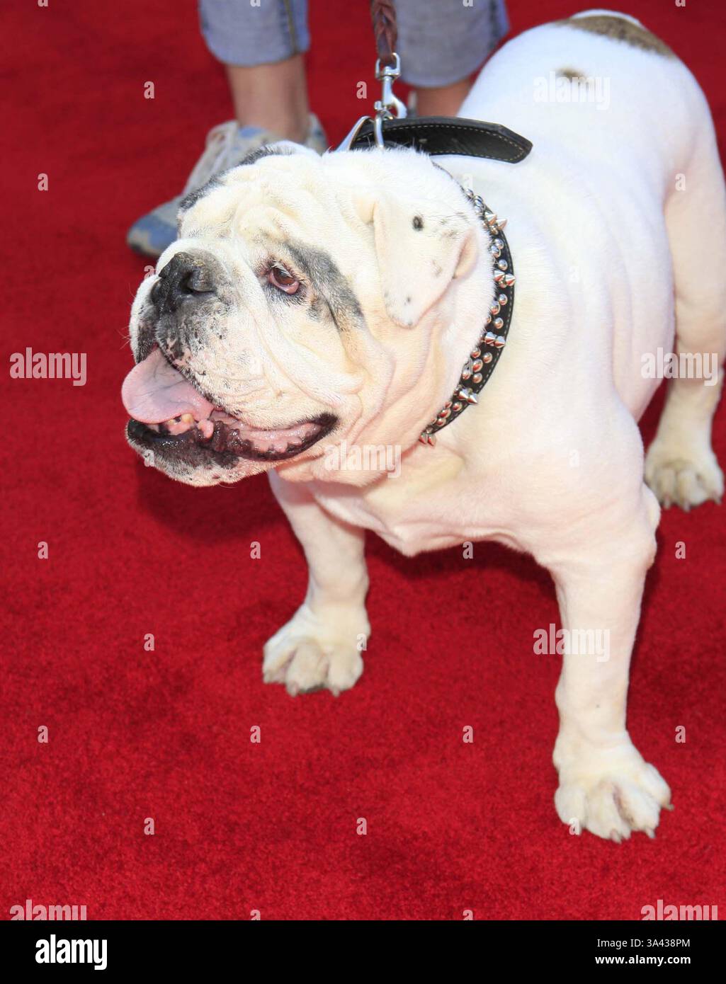Gaboratory spike bulldog head large Spike the bulldog hi-res