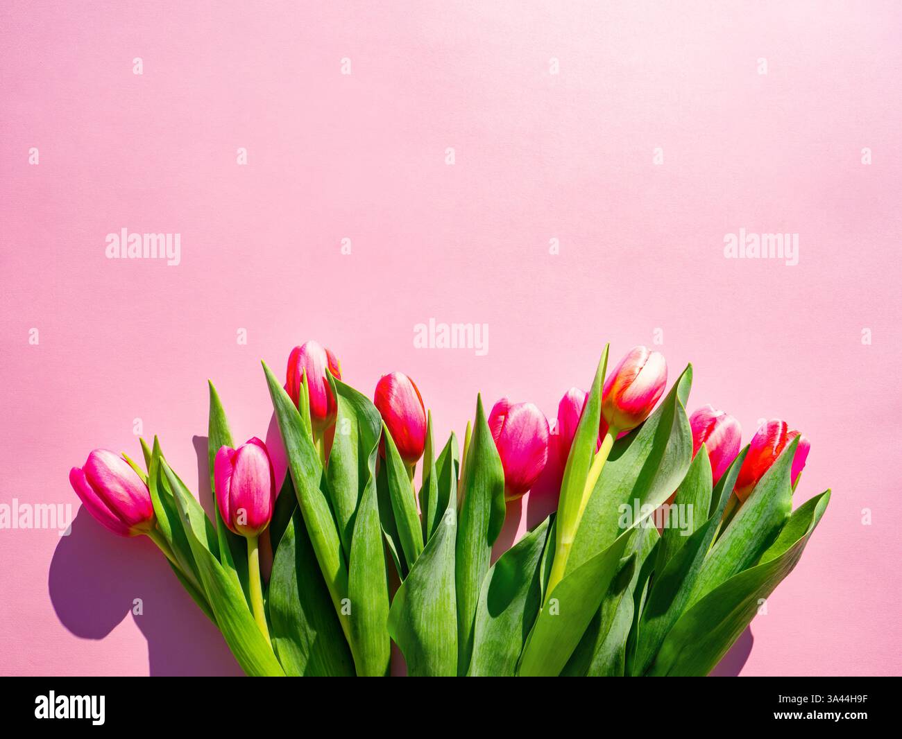 beautiful spring background with red tulips on pink Stock Photo