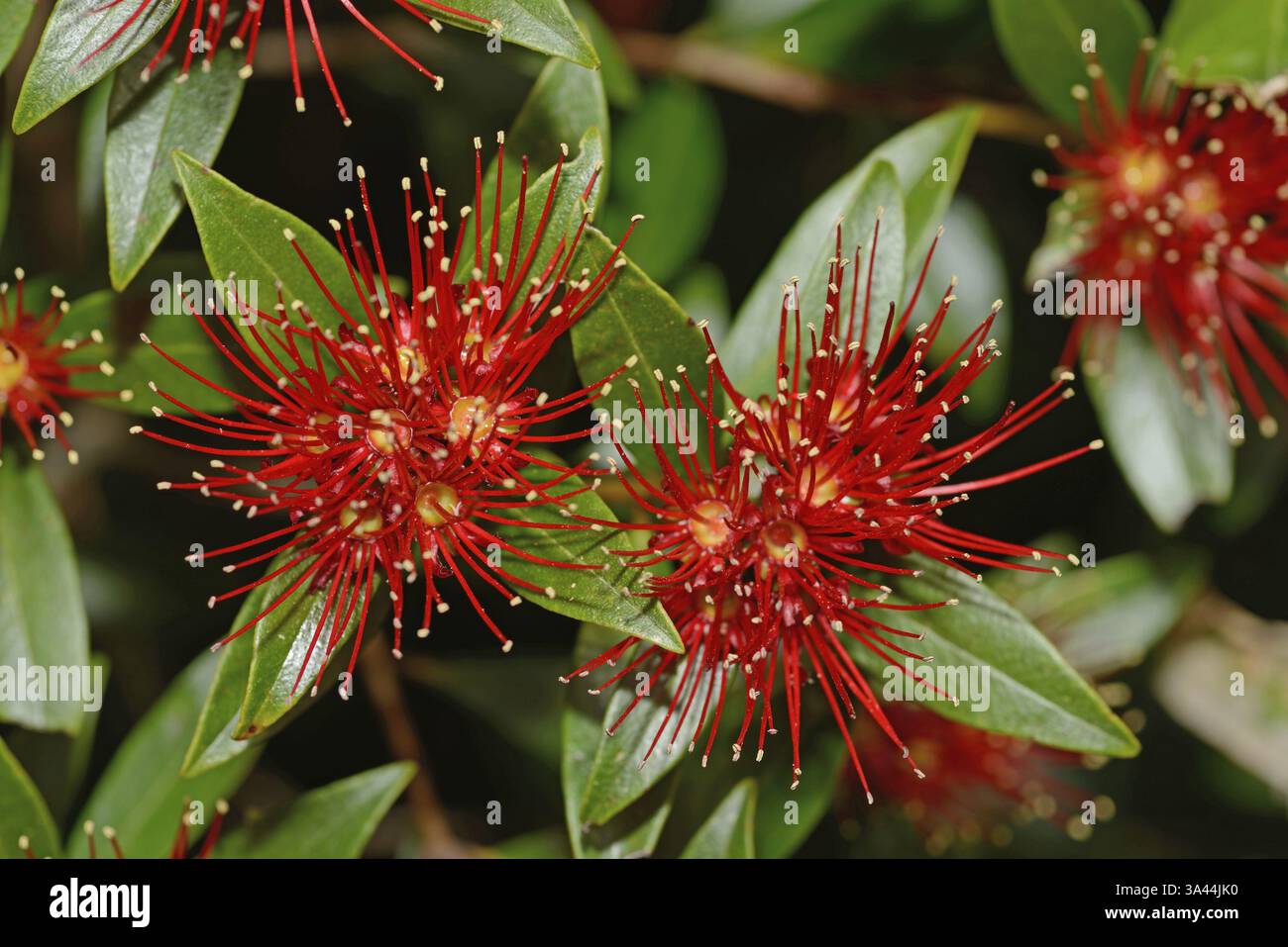 Nz Southern Rata Flowers of New Zealand Southern Rata brighten the day for visitors to ...