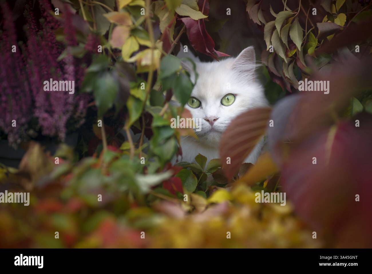 German Longhair Cat Stock Photo