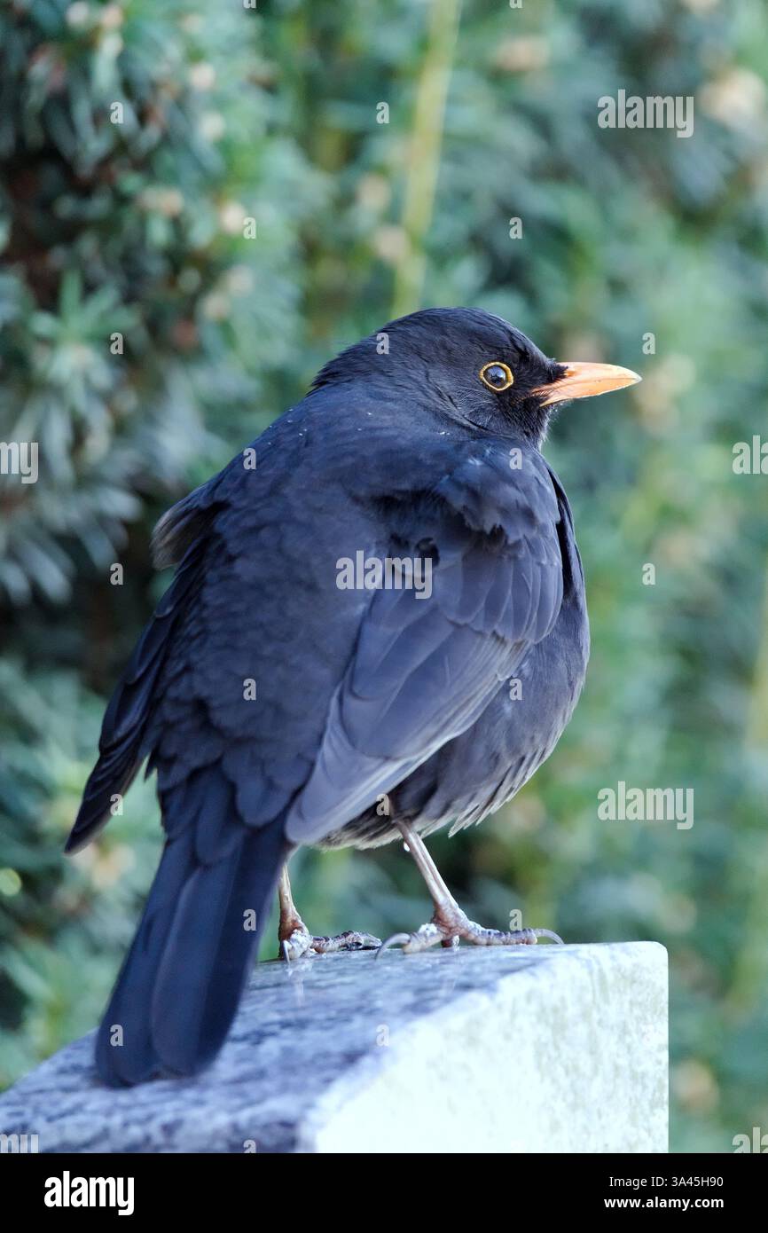 ブラックバード blackbird バケットハット 柿の葉 niceness ブラックバード blackbird バケットハット 柿の葉 niceness ブラック