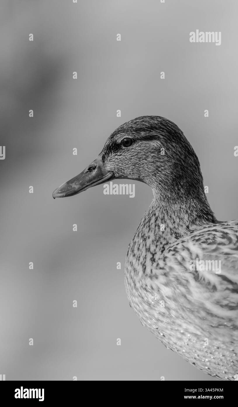 Head shots of a female Mallard (Anas platyrhynchos) at Rye Meads, Herts Stock Photo