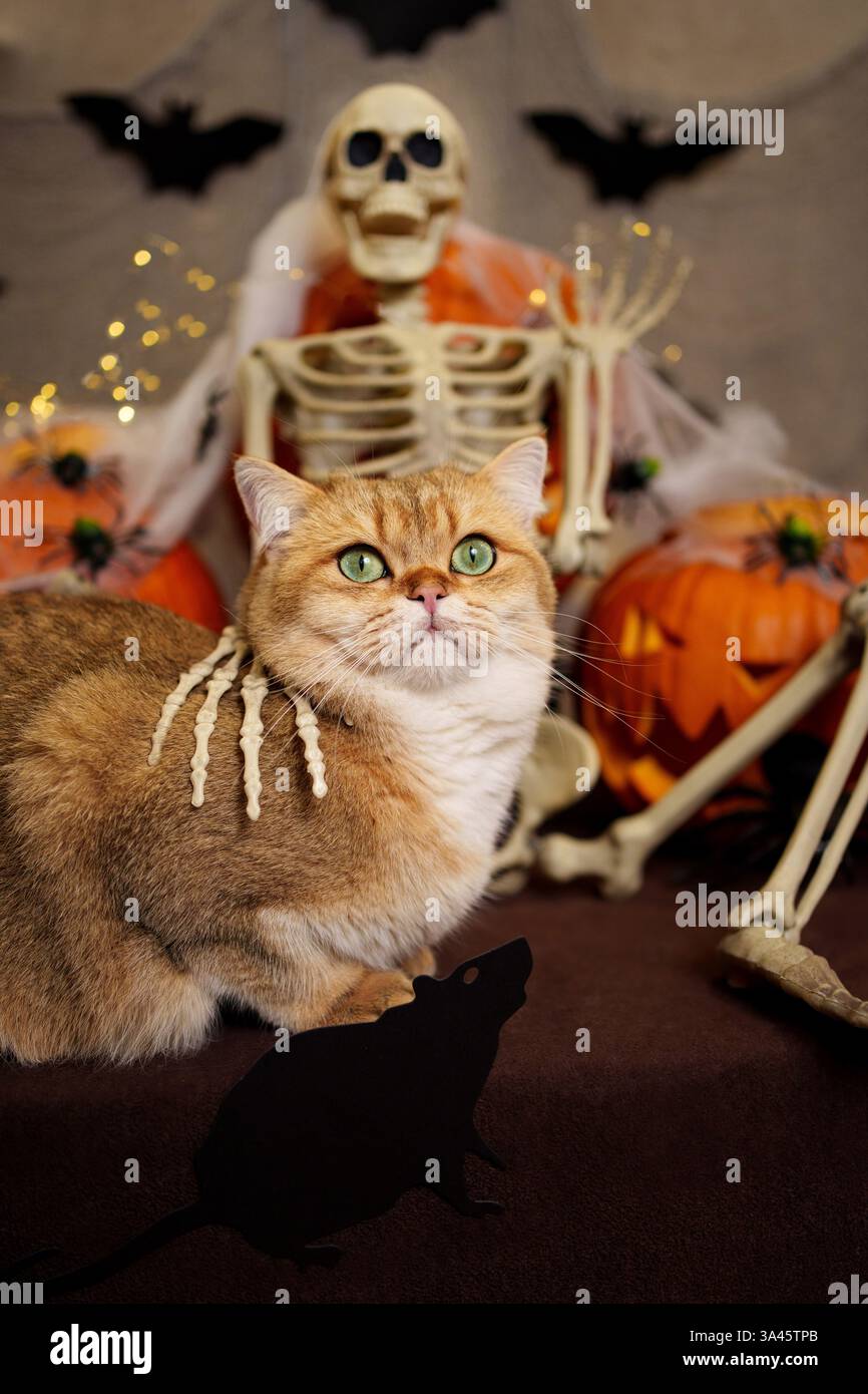 British Shorthair Stock Photo