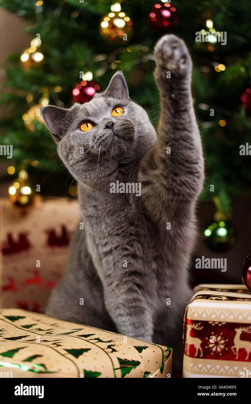 British Shorthair Stock Photo