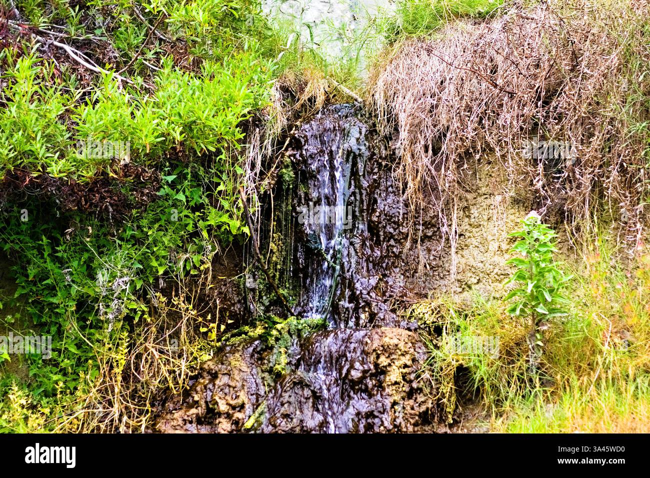 water stream running through the bushes Stock Photo - Alamy