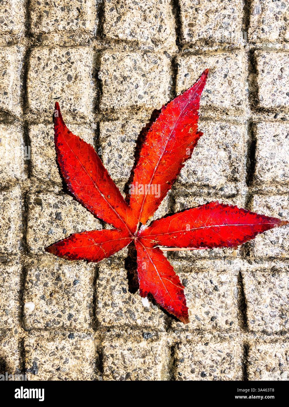 A vibrant red maple leaf lies on a textured concrete surface. Stock Photo