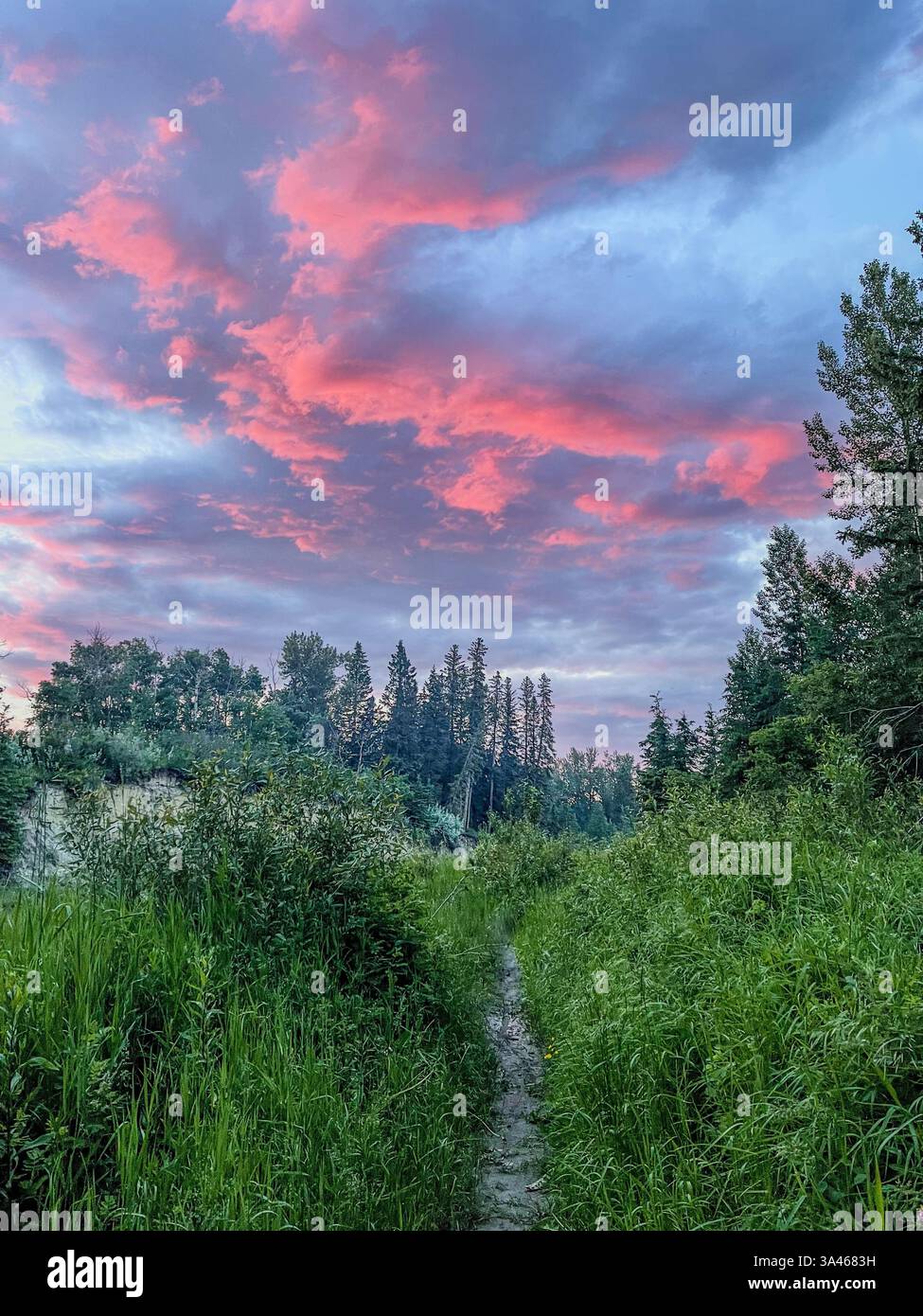 A narrow dirt path winds through lush green vegetation under a vivid pink and blue sunset sky, surrounded by dense forest trees. - Smartphone Captured Stock Image