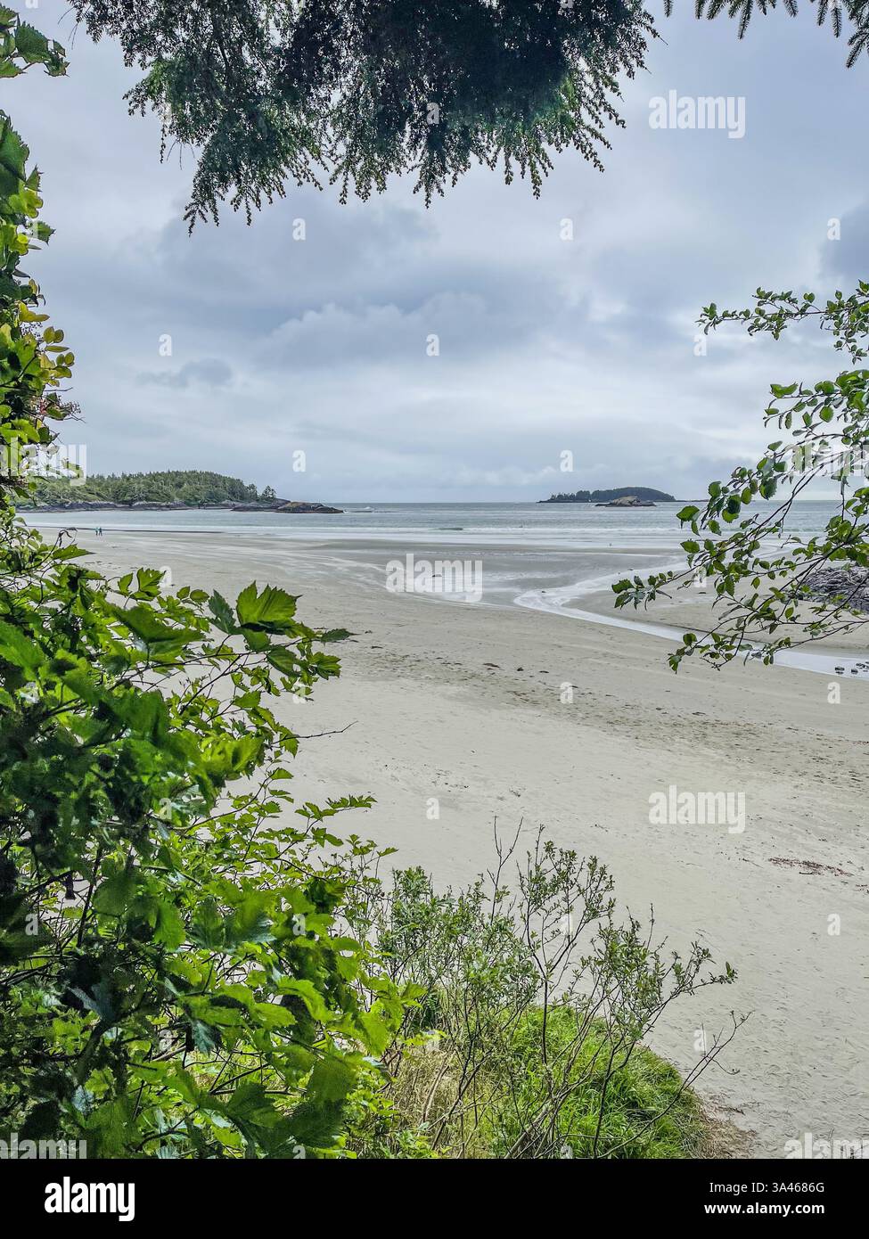 A scenic beach view framed by green foliage, overlooking the sandy shoreline and ocean waves. Coastal scene with distant islands and a cloudy sky. - Smartphone Captured Stock Image