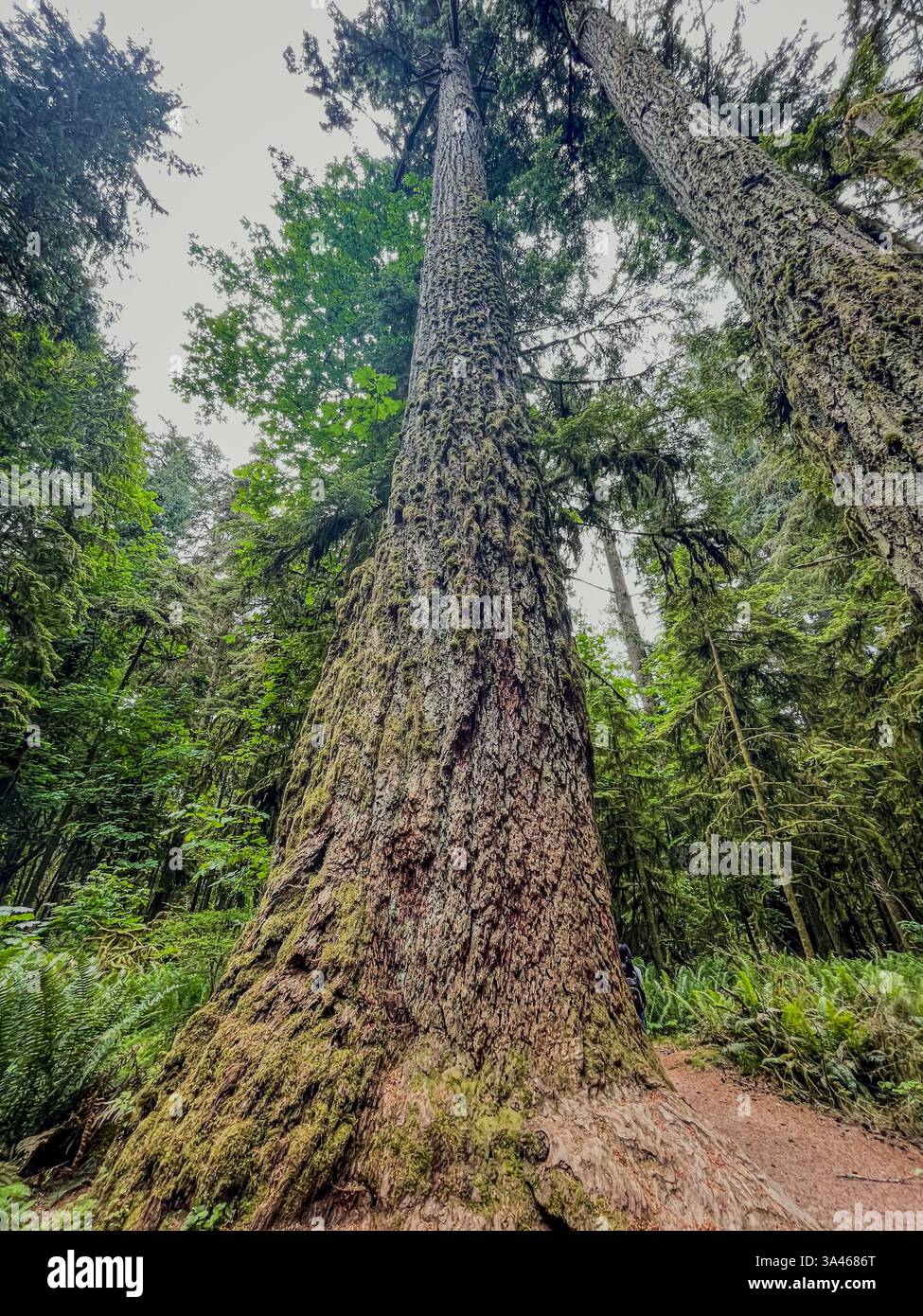 A towering tree covered in moss stands in a dense forest, surrounded by lush green foliage. The low-angle perspective emphasizes its height and textur - Smartphone Captured Stock Image