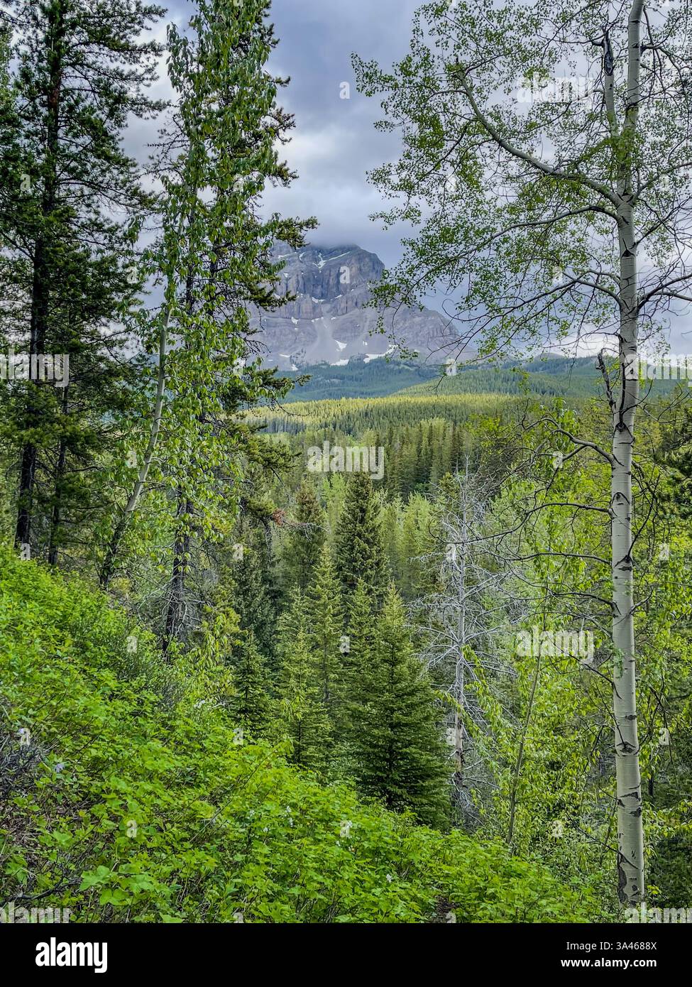 A distant rugged mountain peak partially covered in snow, framed by lush green forest and birch trees, under an overcast sky in a remote wilderness. - Smartphone Captured Stock Image