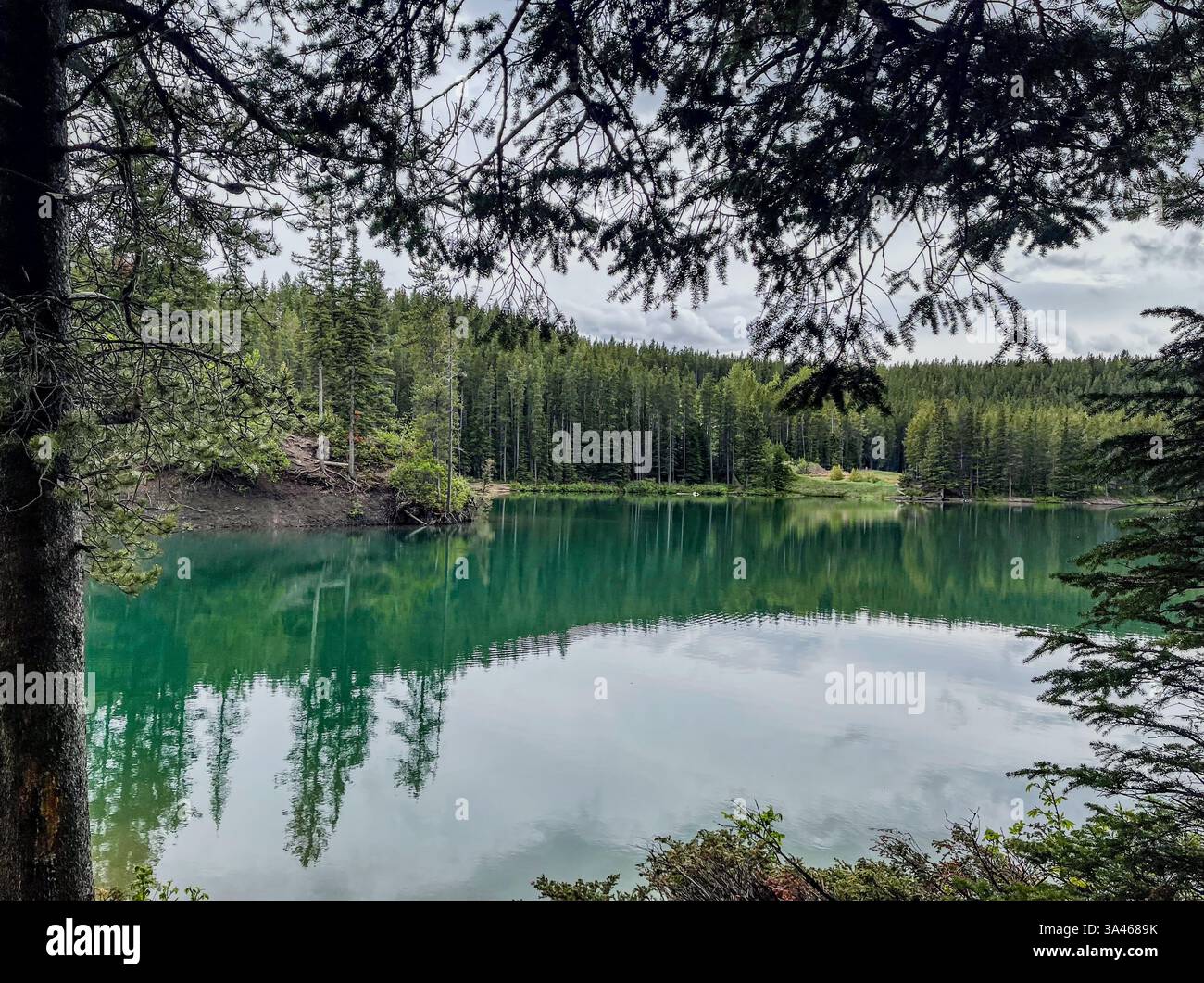 A calm emerald lake reflecting a dense evergreen forest, framed by tree branches. The water is still, mirroring the surrounding landscape under an ove - Smartphone Captured Stock Image