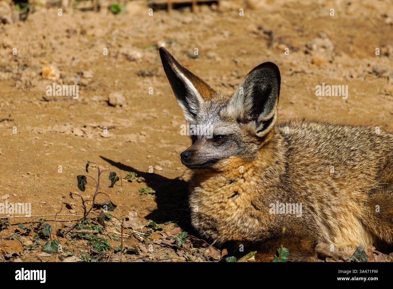 Basal canid species hi-res stock photography and images - Alamy