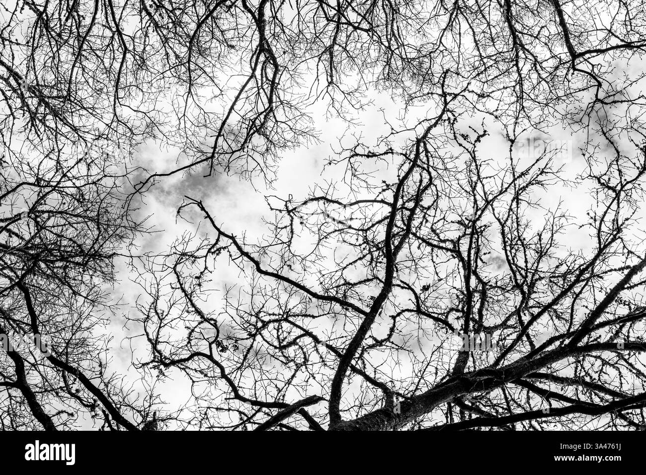 low angle view of intricate branch patterns in a forest cloudy sky ...