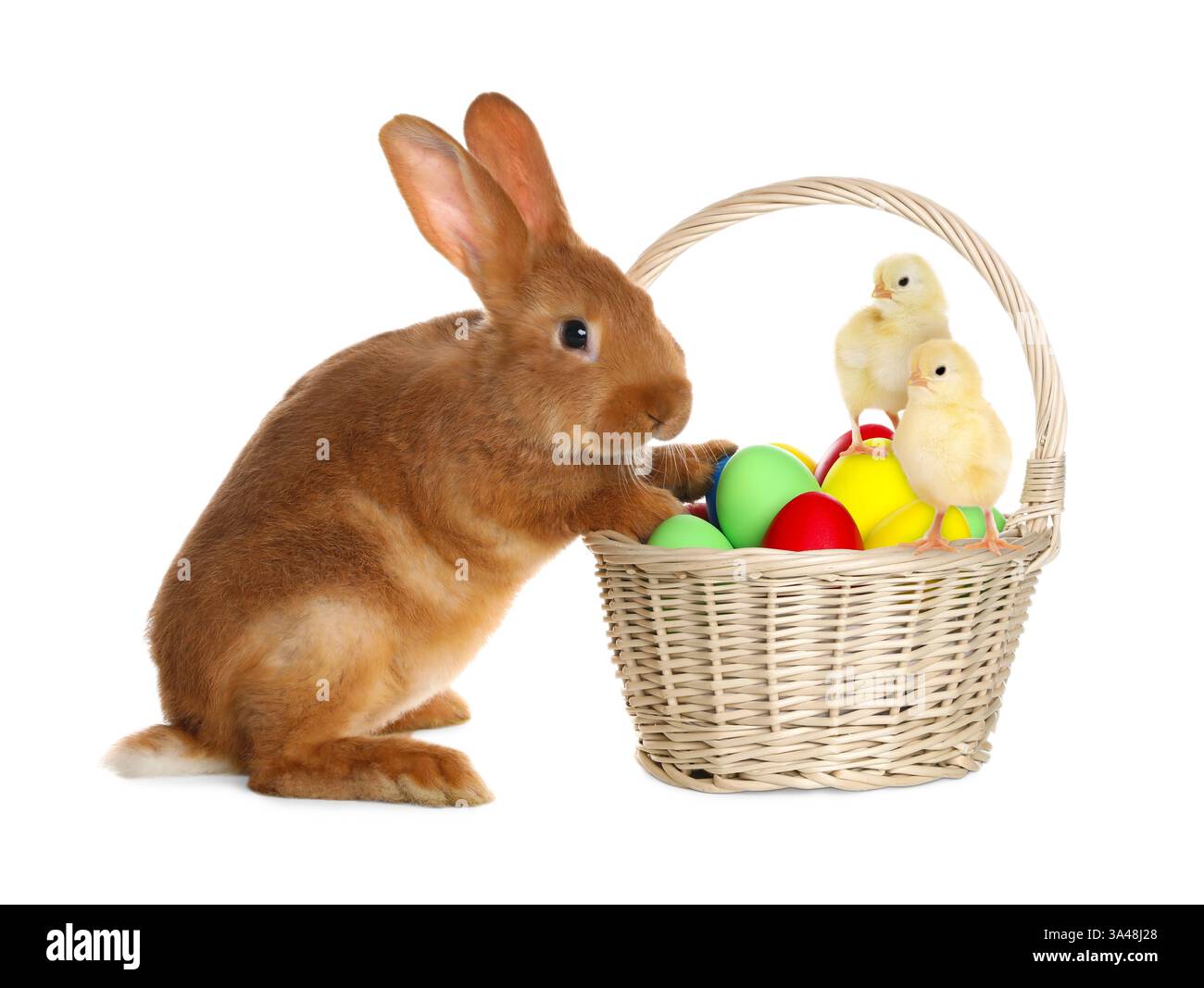Adorable bunny, wicker basket with Easter eggs and cute chicks on white ...