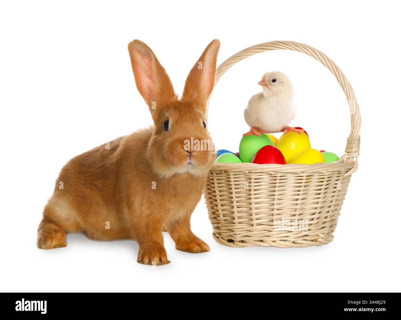 Adorable bunny near wicker basket with Easter eggs and cute chick on ...