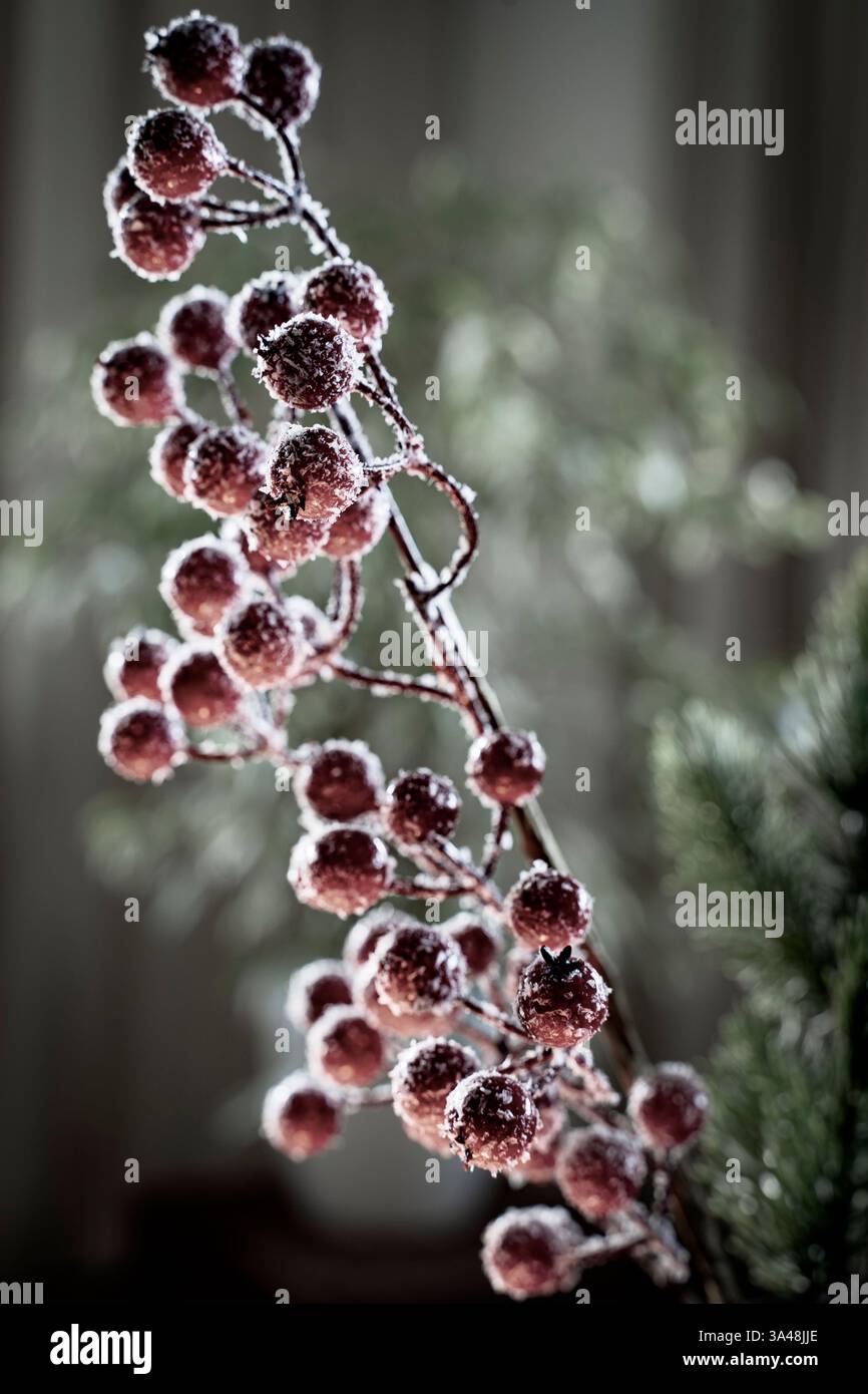 Rote Perlenpracht Stock Photo