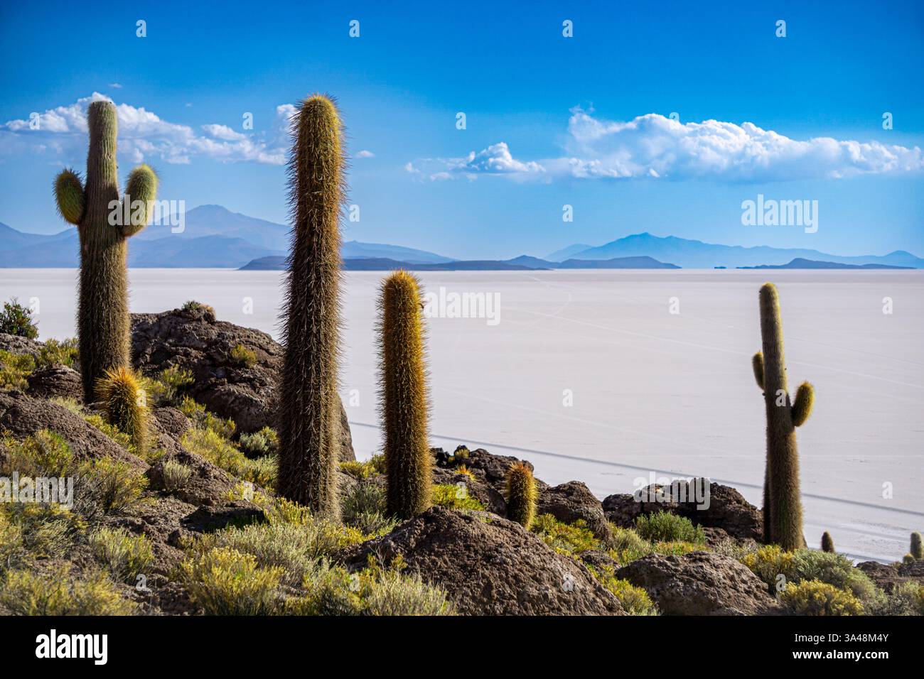 Scenic View Of Incahuasi Island In Bolivia Salar De Uyuni Surrounded Scenic View Of Incahuasi Island In Bolivia Salar De Uyuni Surrounded