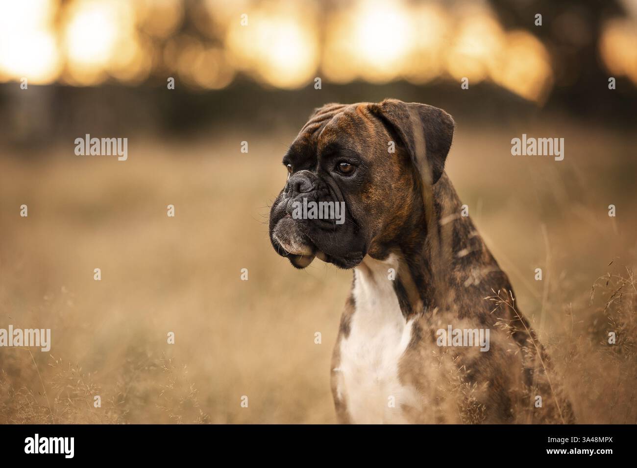 adult German Bocker Stock Photo - Alamy