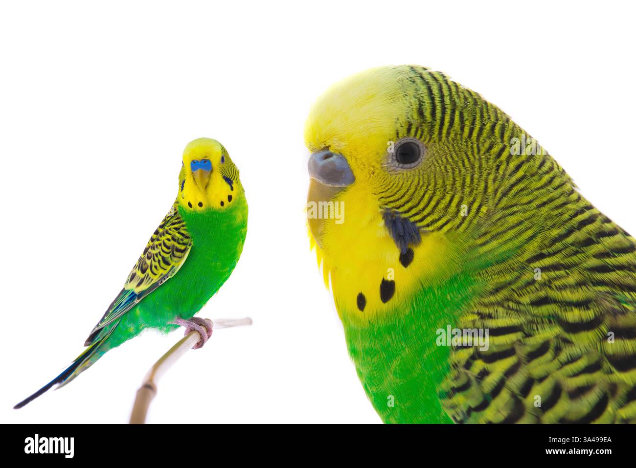 green wavy budgie on a white background Stock Photo