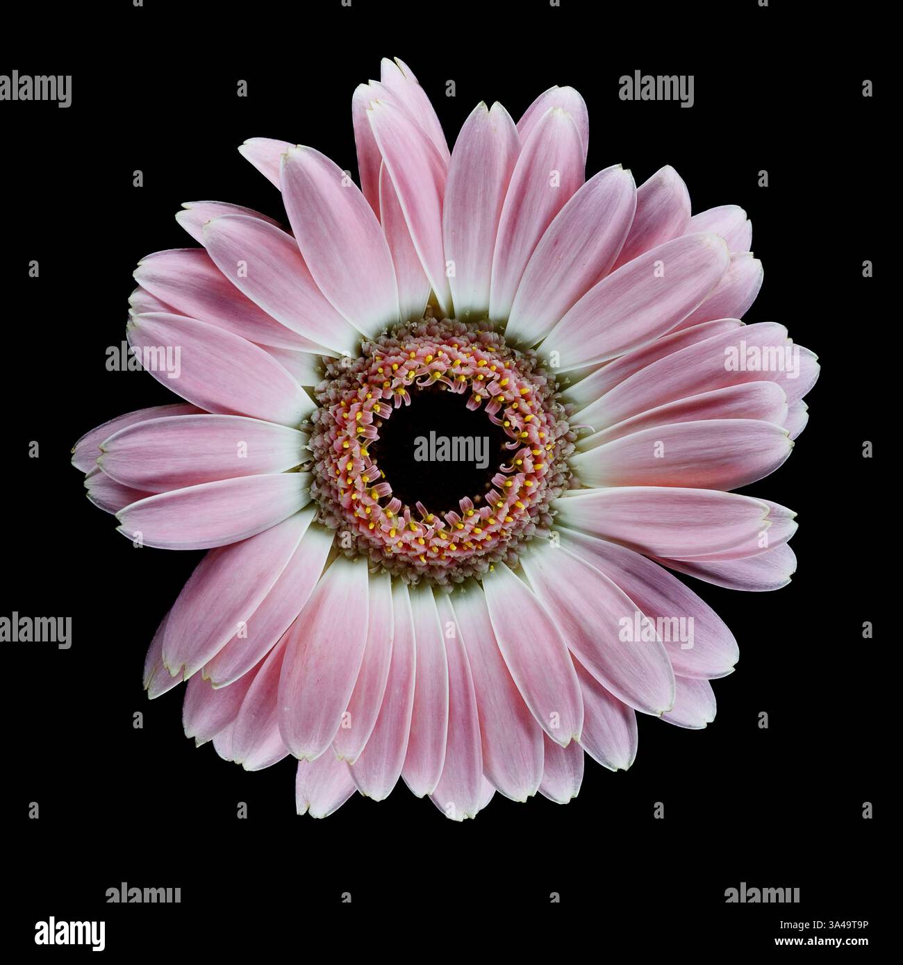 pink Gerbra flower on black background Stock Photo