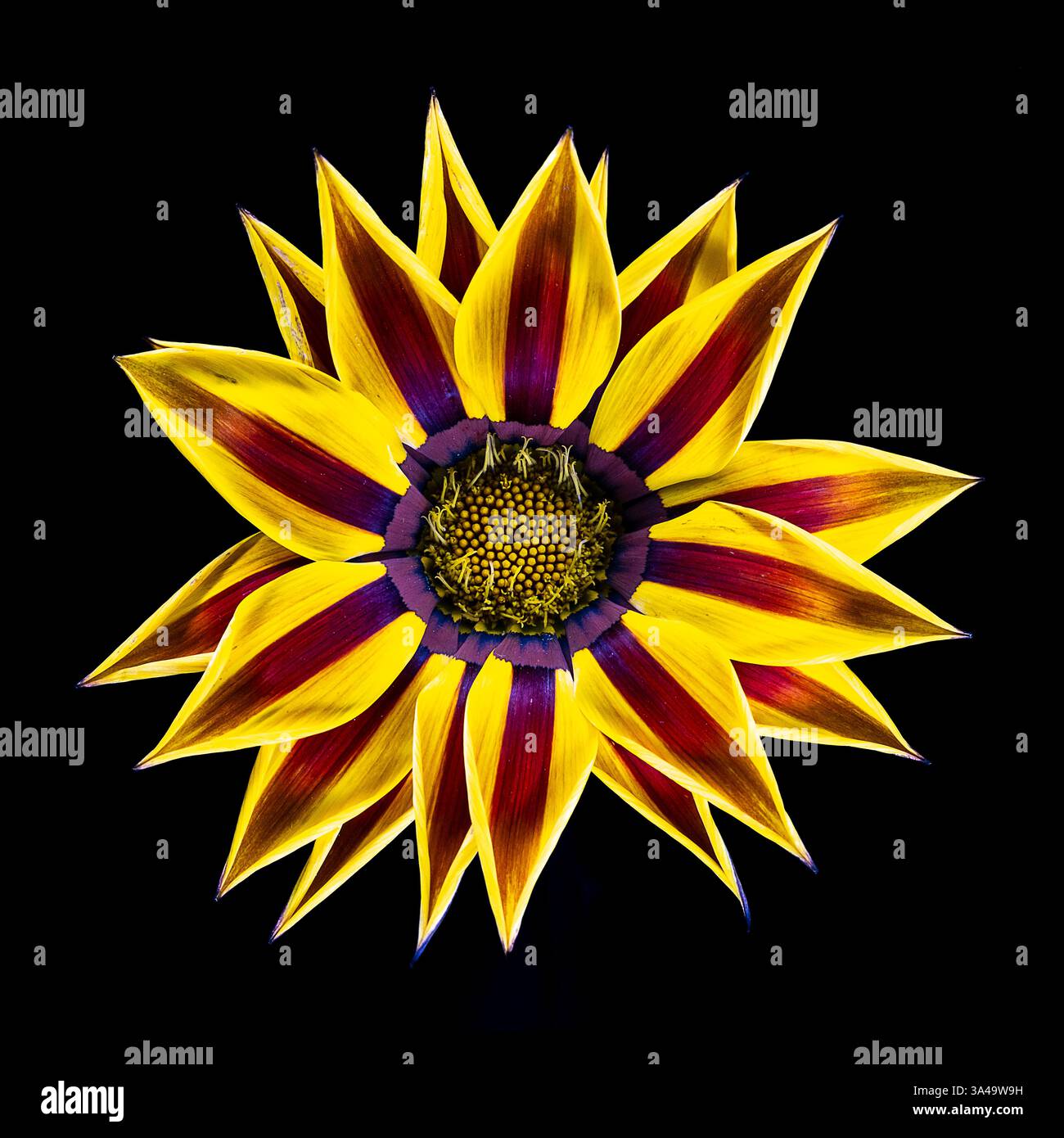 Gazania flower on black background Stock Photo